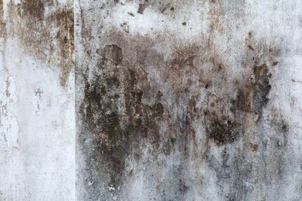 Best Dehumidification Services  in Crandall, TX